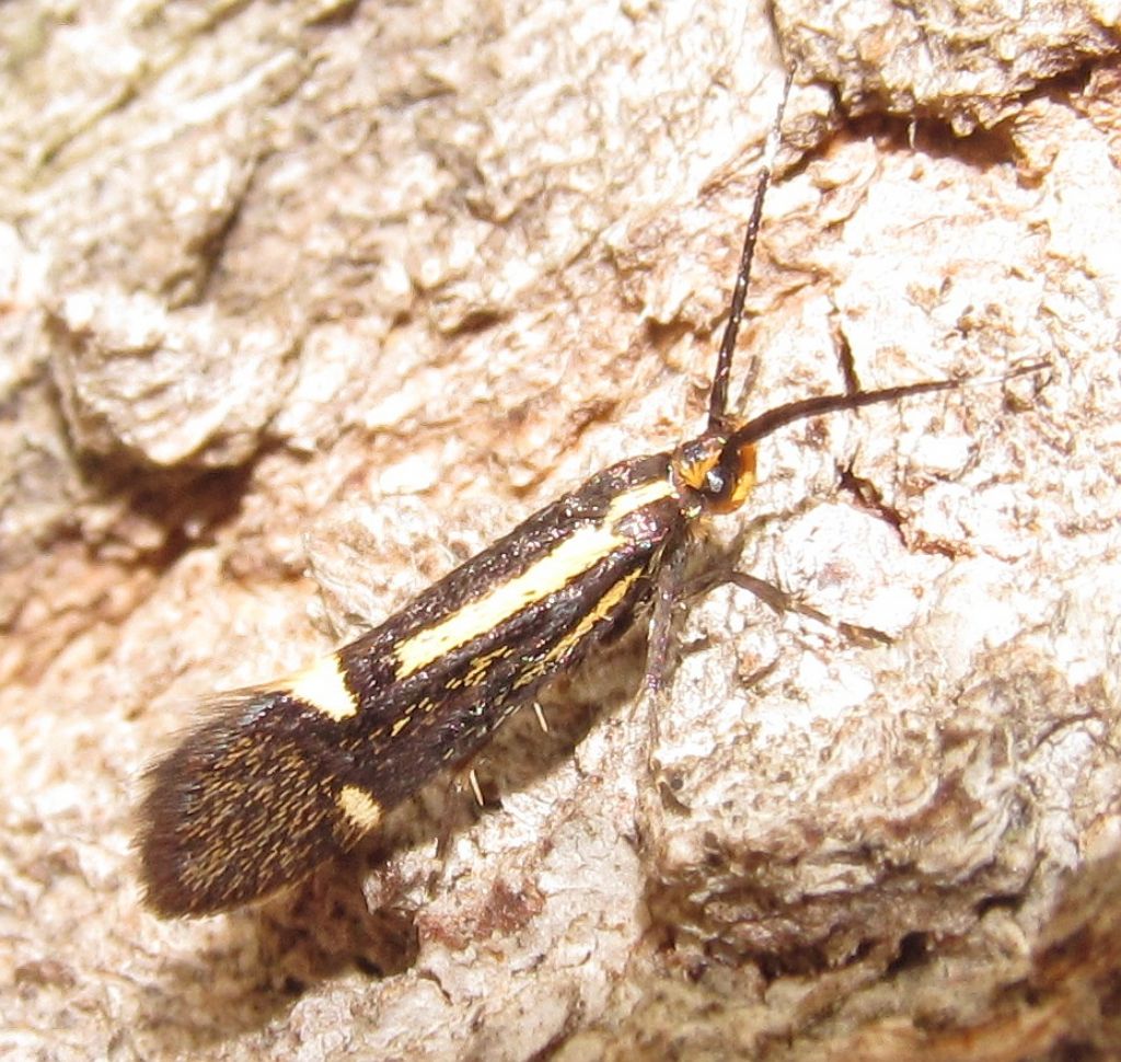 Esperia sulphurella